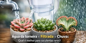 Suculentas raras ao lado de jarro sendo preenchido com água da torneira
