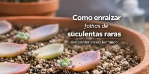 Folhas de suculentas raras enraizando em pote de terracota com brotos