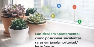 Suculentas raras em vasos sobre parapeito com luz ideal no apartamento e direções N S E W.