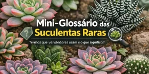 Arranjo de suculentas raras com várias cores e texturas em ambiente natural.