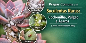 Suculentas raras afetadas por cochonilhas, pulgões e ácaros.