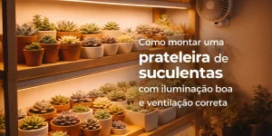 Prateleira com suculentas bem iluminada e ventilada, organizada com charme