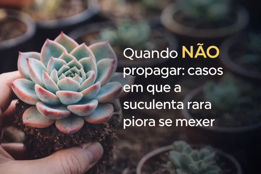 Mão segura suculenta rara com folhas simétricas verdes e bordas vermelhas