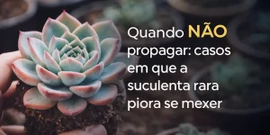 Mão segura suculenta rara com folhas simétricas verdes e bordas vermelhas