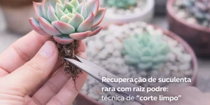 Mão podando raízes de suculenta com folhas verdes e rosas para recuperação