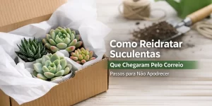 Caixa com suculentas variadas sobre superfície de madeira com regador e ferramentas