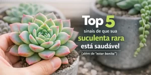 Suculenta saudável sendo segurada, com folhas verdes vibrantes e pontas rosadas