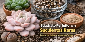 Suculentas raras e substrato perfeito com materiais acessíveis.