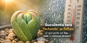 Suculenta rara com folhas em forma de coração, gotas suaves de água visíveis no vaso com pedras.
