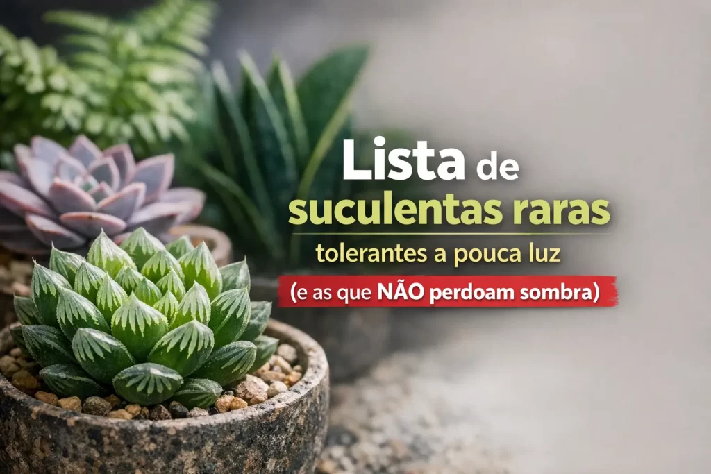 Suculentas raras em vasos decorativos tolerantes a pouca luz