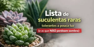 Suculentas raras em vasos decorativos tolerantes a pouca luz
